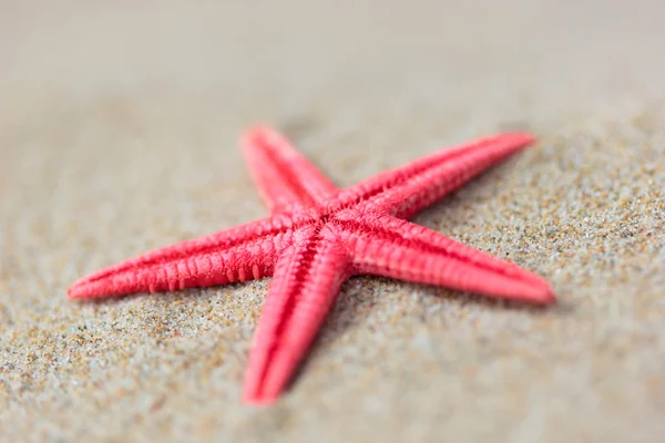 Conchas de mar en la arena — Foto de Stock
