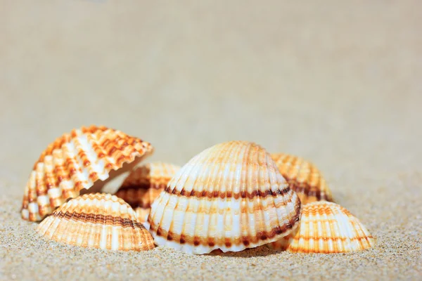 Coquilles de mer sur le sable — Photo