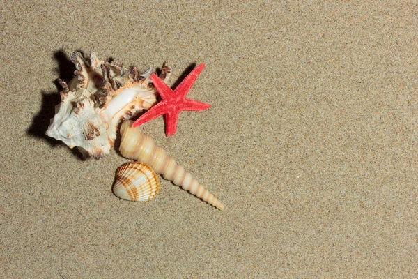 Sea shells on the sand — Stock Photo, Image