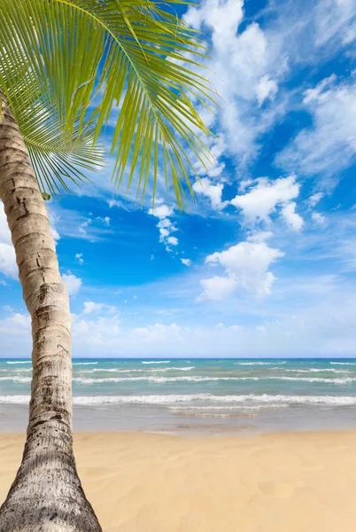 Тропический пляж с кокосовым деревом — стоковое фото