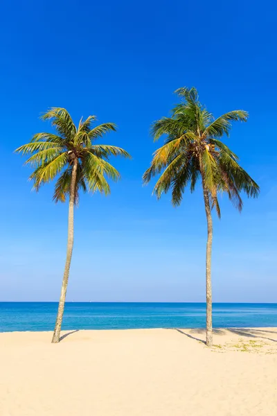 Tropisch strand met kokosnoot boom — Stockfoto