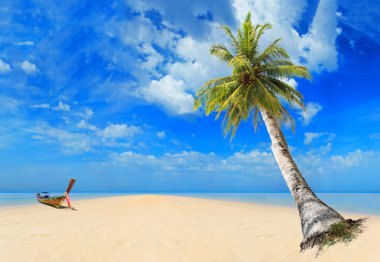 Hindistan cevizi ağacı ile tropikal plaj