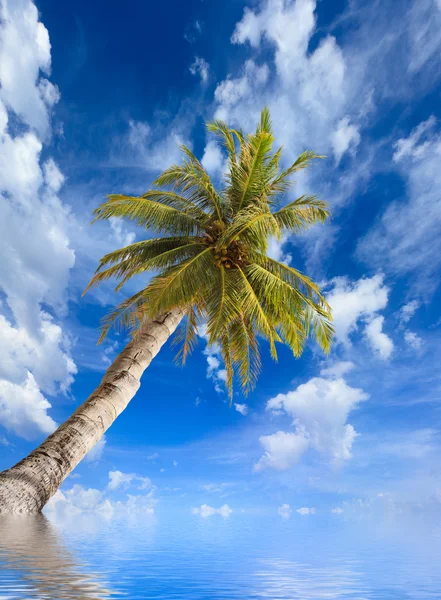 Meer und Kokospalmen — Stockfoto