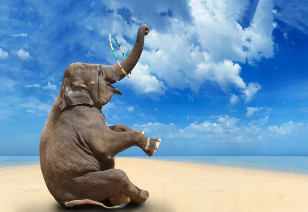 Слон на пляжі — стокове фото