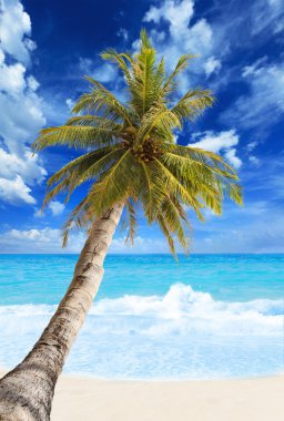 Deniz ve Hindistan cevizi hurma