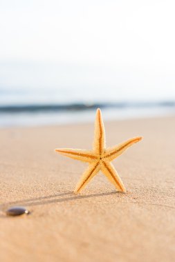 Sahilde deniz kabuğu