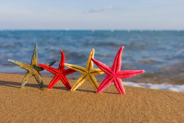 Concha marina en la playa — Foto de Stock