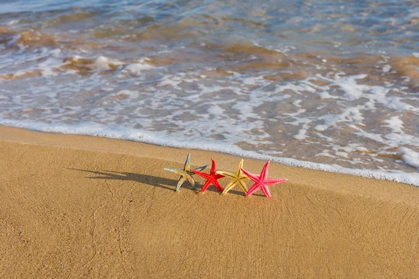 Zeester op het strand bij zonsopgang — Stockfoto