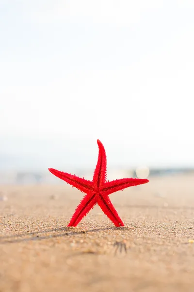 Червона зірка на пляжі — стокове фото