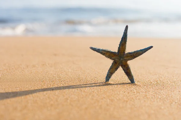 Étoile de mer sur la plage au lever du soleil — Photo