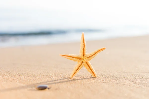 Étoile de mer sur la plage au lever du soleil — Photo