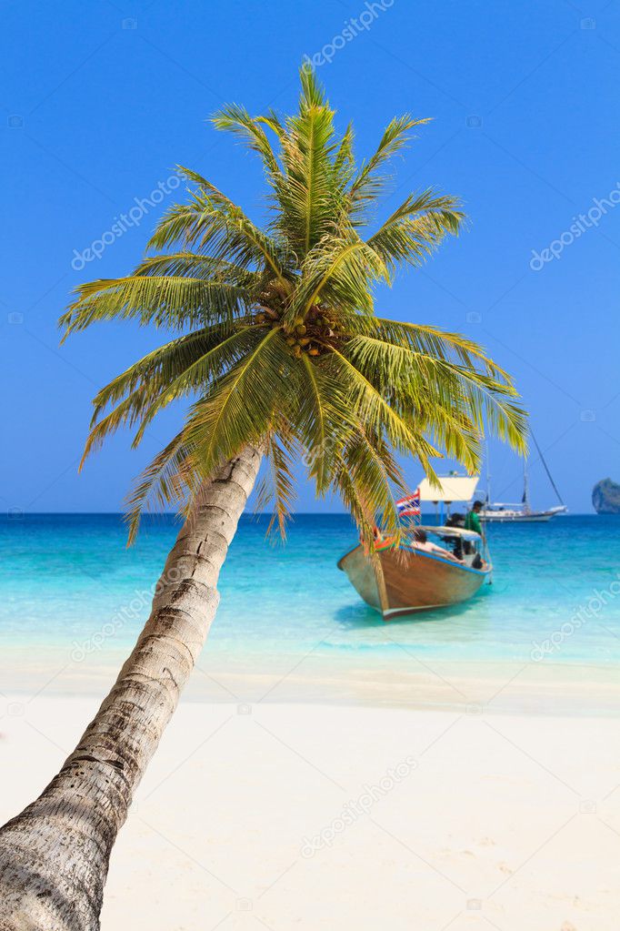 Coconut on the beach in Phi Phi island