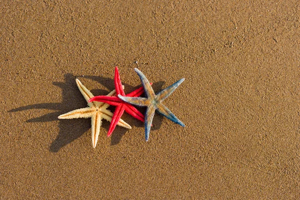 Hvězdice na pláži v sunrise — Stock fotografie