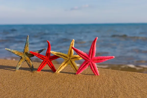 Starfish na praia ao nascer do sol — Fotografia de Stock