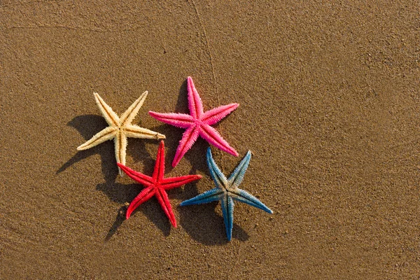 Starfish on the beach at sunrise — Stock Photo, Image