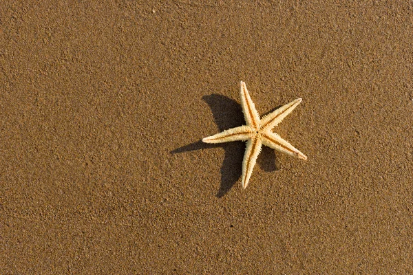 Starfish on the beach at sunrise — Stock Photo, Image