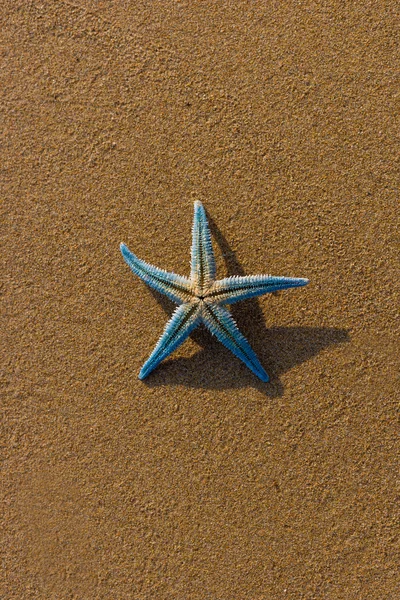 Starfish na praia ao nascer do sol — Fotografia de Stock