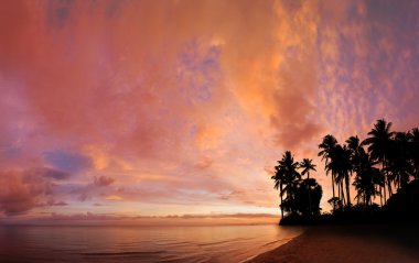 Hindistan cevizi ağacı ile tropikal plaj