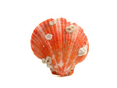 deniz kabuğu beyaz üzerine izole