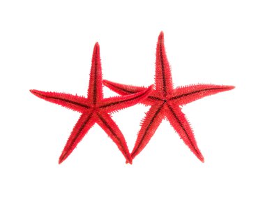 beyaz izole kırmızı deniz yıldızı