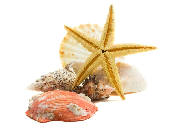 Conchiglie e stelle marine isolate su bianco — Foto Stock