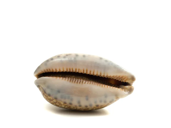 被白色隔离开的海贝壳 — 图库照片