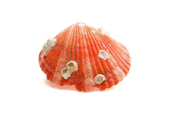 Seashell isolated on white — Stock Photo, Image