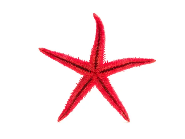 Estrella de mar roja aislada en blanco — Foto de Stock