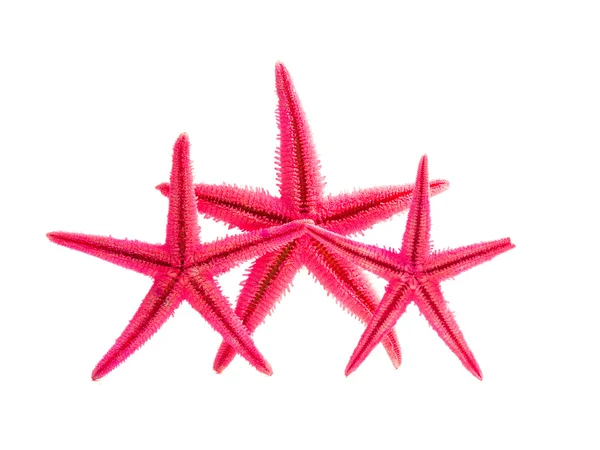 Estrella de mar rosa aislada en blanco — Foto de Stock