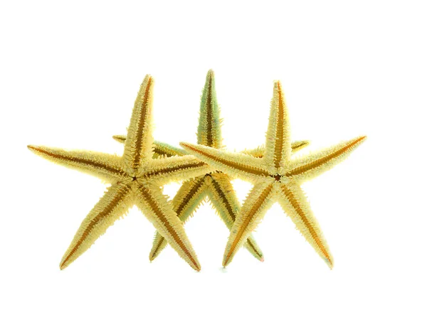 Yellow Starfish isolated on white — Stock Photo, Image