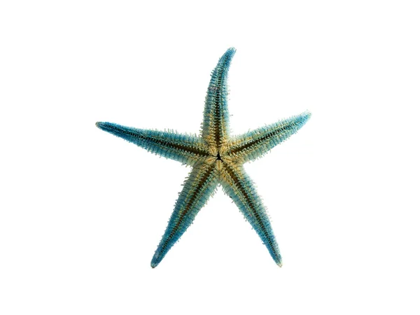 Estrela-do-mar azul isolada em branco — Fotografia de Stock