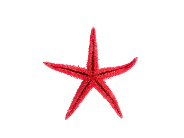 Estrela-do-mar vermelha isolada em branco — Fotografia de Stock