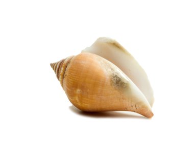 deniz kabuğu beyaz üzerine izole