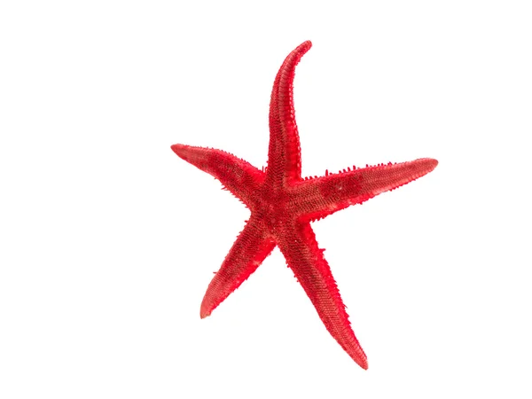 Red Starfish isolated on white — Stock Photo, Image