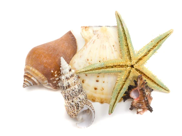 Seashells and starfish isolated on white — Stock Photo, Image