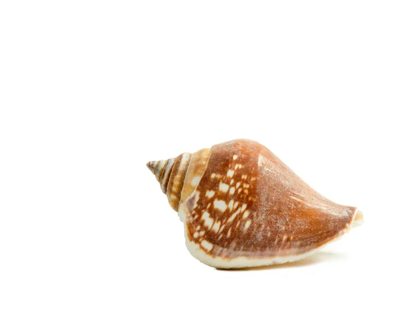 Seashell isoleret på hvid - Stock-foto