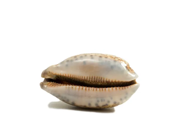 Fehér kagylóra izolált kagyló — Stock Fotó