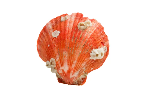 Seashell isoleret på hvid - Stock-foto