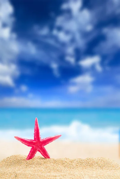 Starfish on the beach at sunrise — Stock Photo, Image