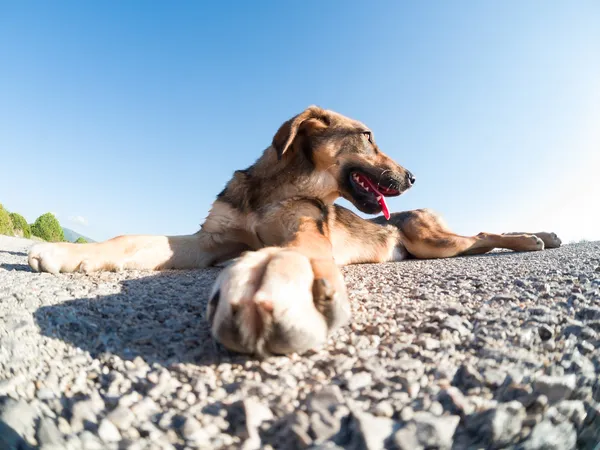 Stray dog on the road — Stock Photo, Image