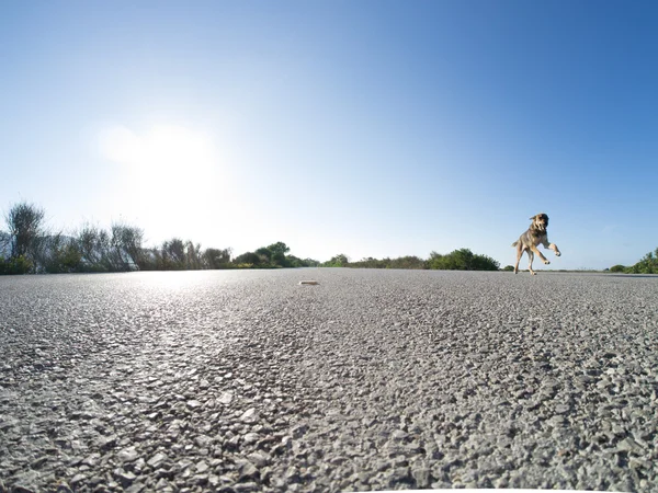 Stray dog on the road — Stock Photo, Image