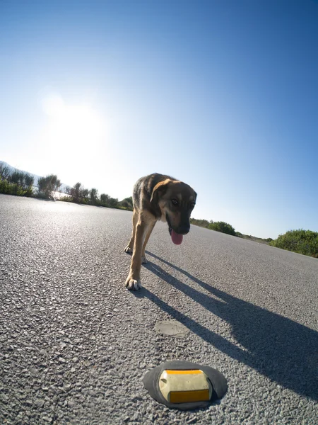 Stray dog on the road — Stock Photo, Image