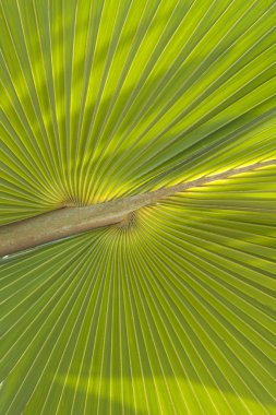 Traveller's ağaç gövdesi