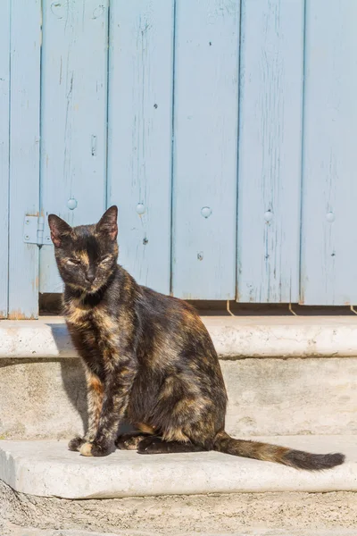 Cat in Mykonos — Stock Photo, Image