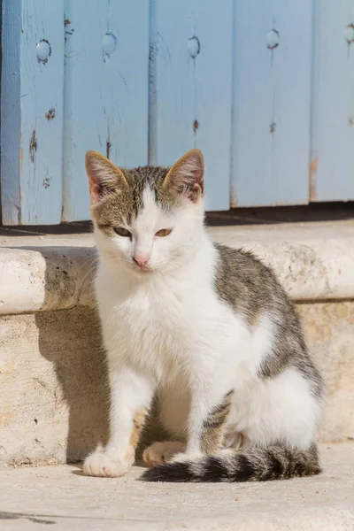 Gato en Mykonos — Foto de Stock