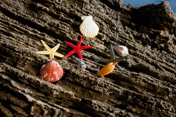 Coquilles et étoiles de mer — Photo