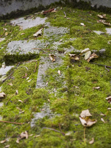Old nameless tombstone in cemetery — Stock Photo, Image