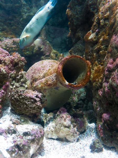 Amphora from ship wreck — Stock Photo, Image