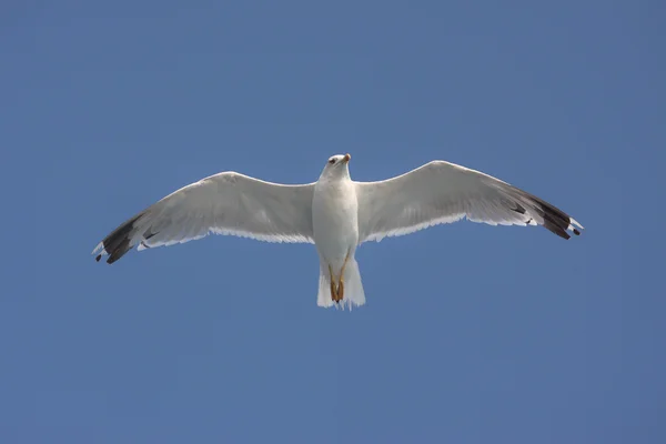 Λευκός γλάρος που πετάει ψηλά στον ουρανό — Φωτογραφία Αρχείου