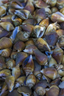 bir pazarda Satılık periwinkles